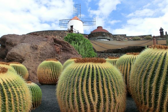 visit Cesar Manrique cactus garden an unusual thing to do when on holiday in Lanzarote